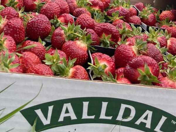 valldal_jordb%C3%A6r